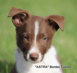 Red and White Female, smooth coat, border collie puppy